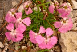 2013-08-18_Regina-F-Rau_Schachen_Blumen  (225).JPG